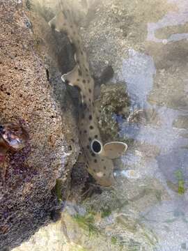 Image of epaulette sharks