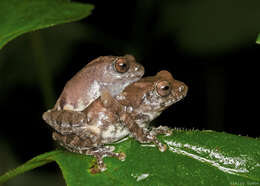 Image of Kudremukh bush frog