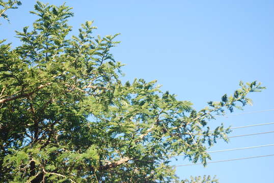 Image de Vachellia sieberiana var. woodii (Burtt Davy) Kyal. & Boatwr.