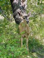 Odocoileus hemionus inyoensis Cowan 1933的圖片