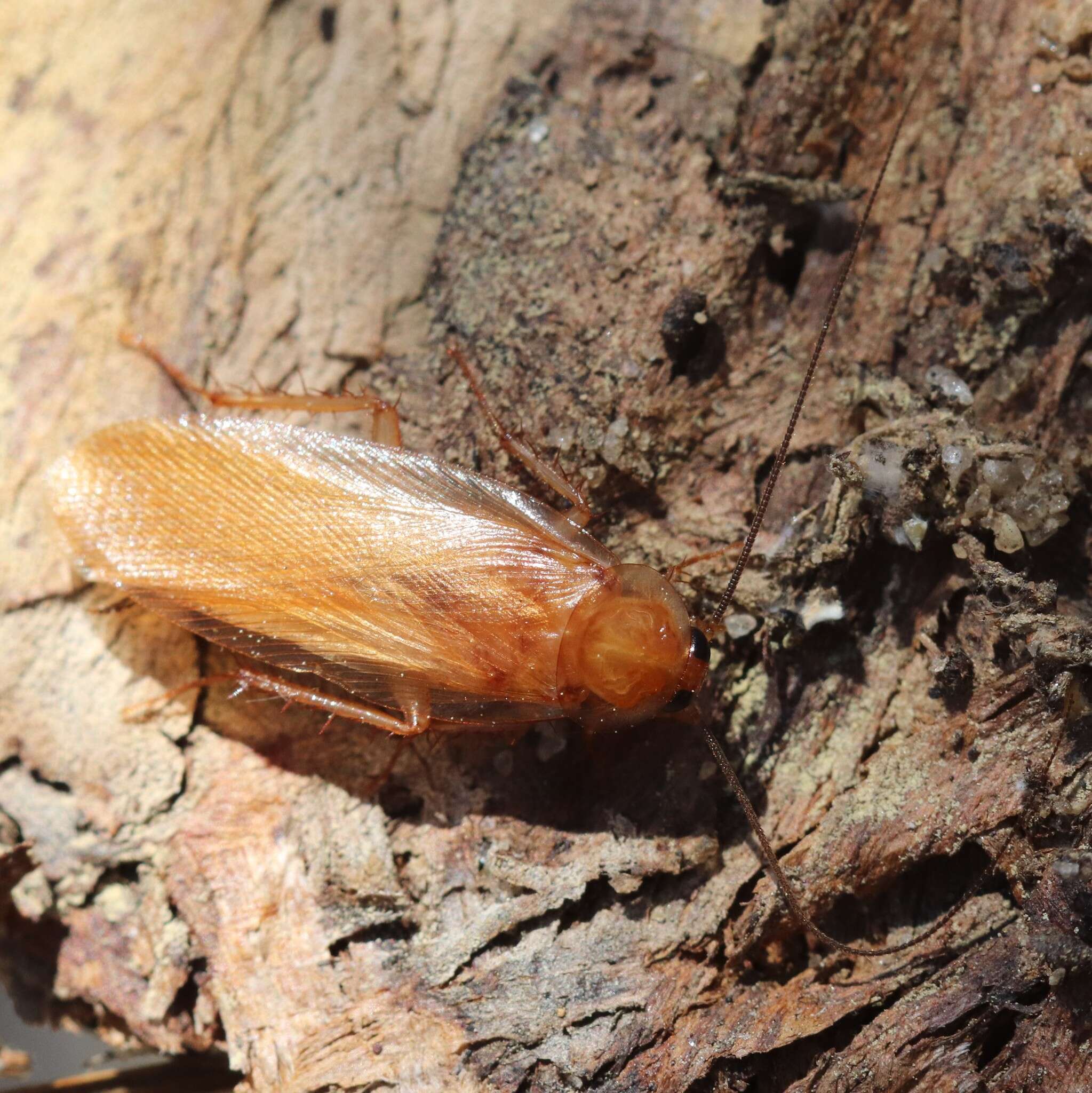 Image of Fulvous Wood Cockroach