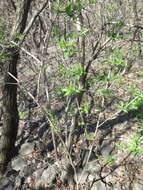 Image of Manchurian honeysuckle