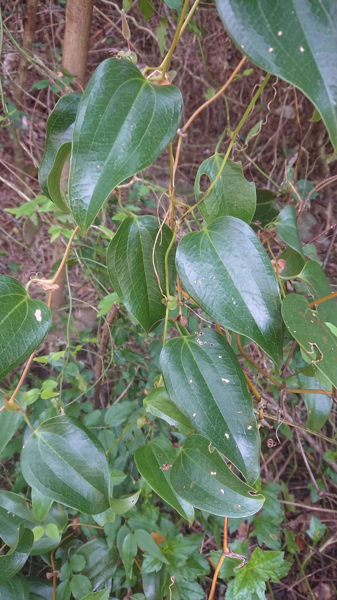 Image of Smilax ocreata A. DC.