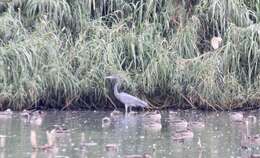 Image of Humblot's Heron