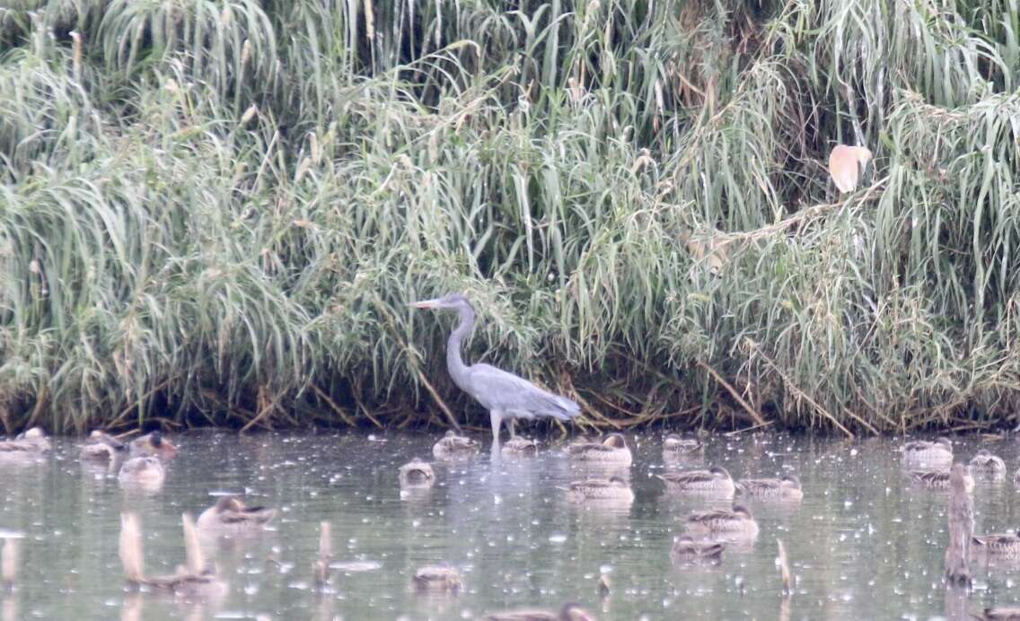 Image of Humblot's Heron