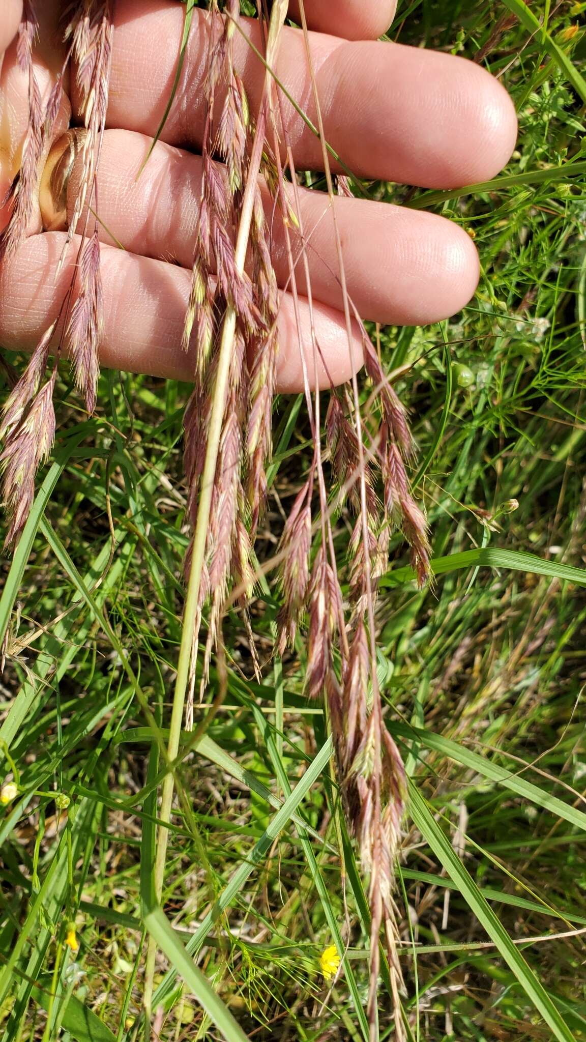 Image of Darnel ryegrass