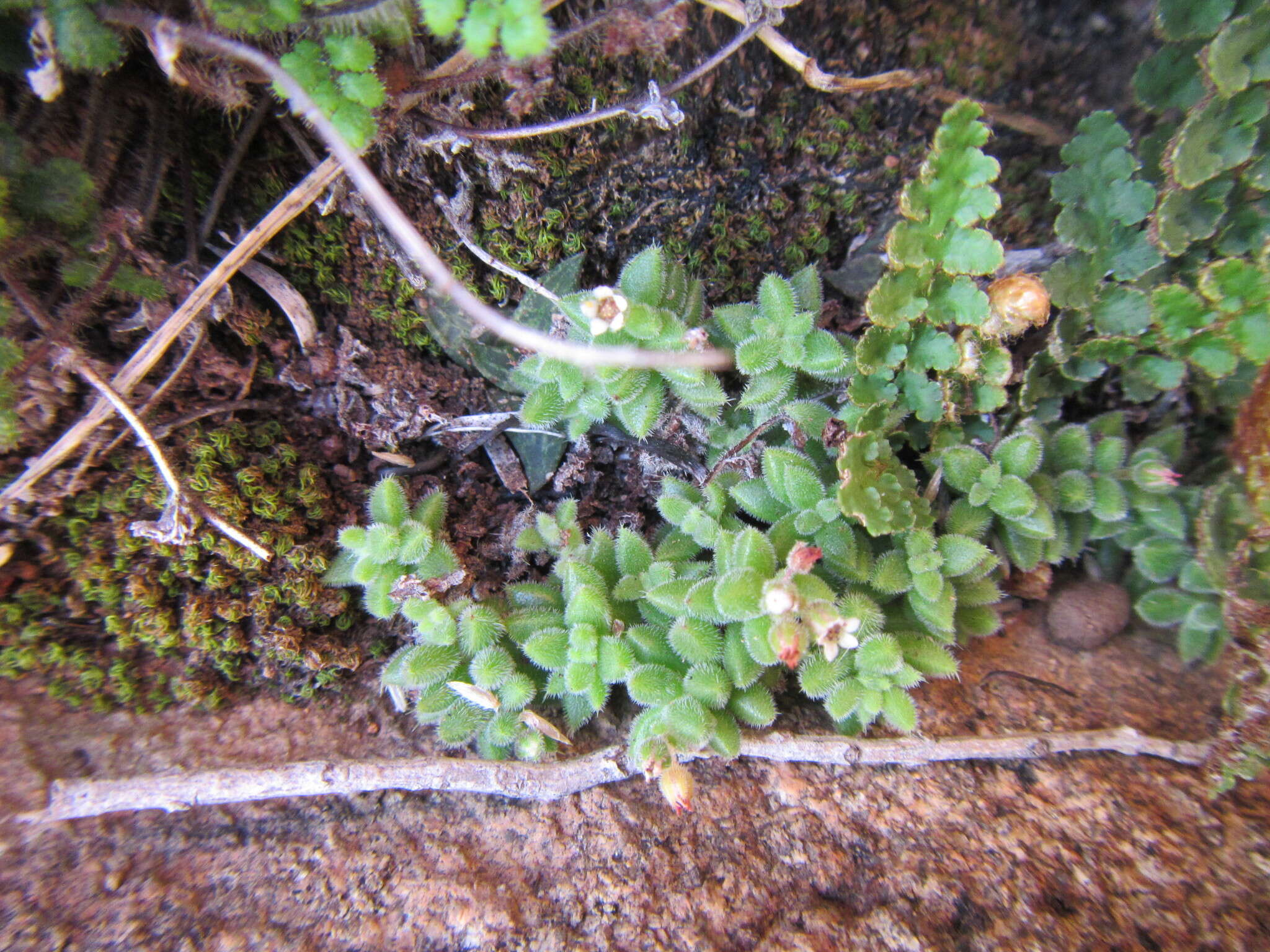 Image of <i>Crassula <i>lanuginosa</i></i> var. lanuginosa