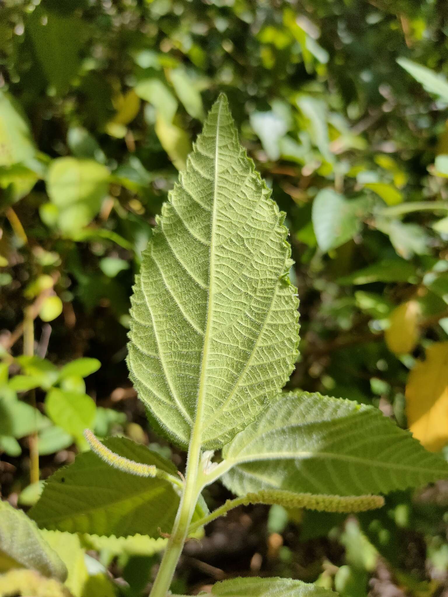 Image of Acalypha nemorum F. Muell. ex Müll. Arg.