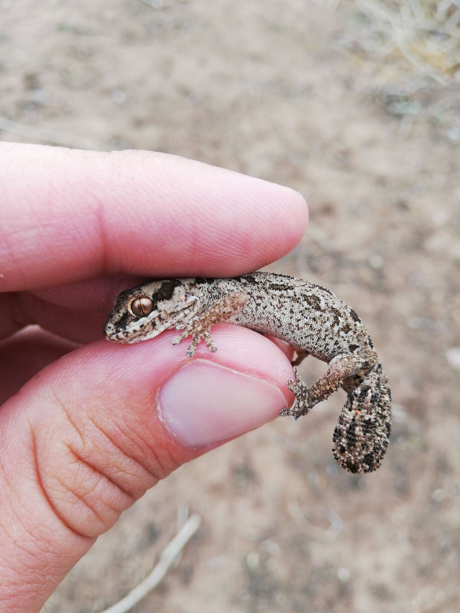 Image of Spotted Gecko