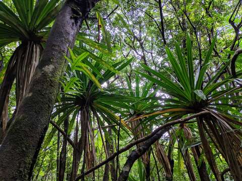 Image of Pandanus purpurascens Thouars