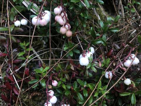 Sivun Gaultheria borneensis Stapf kuva