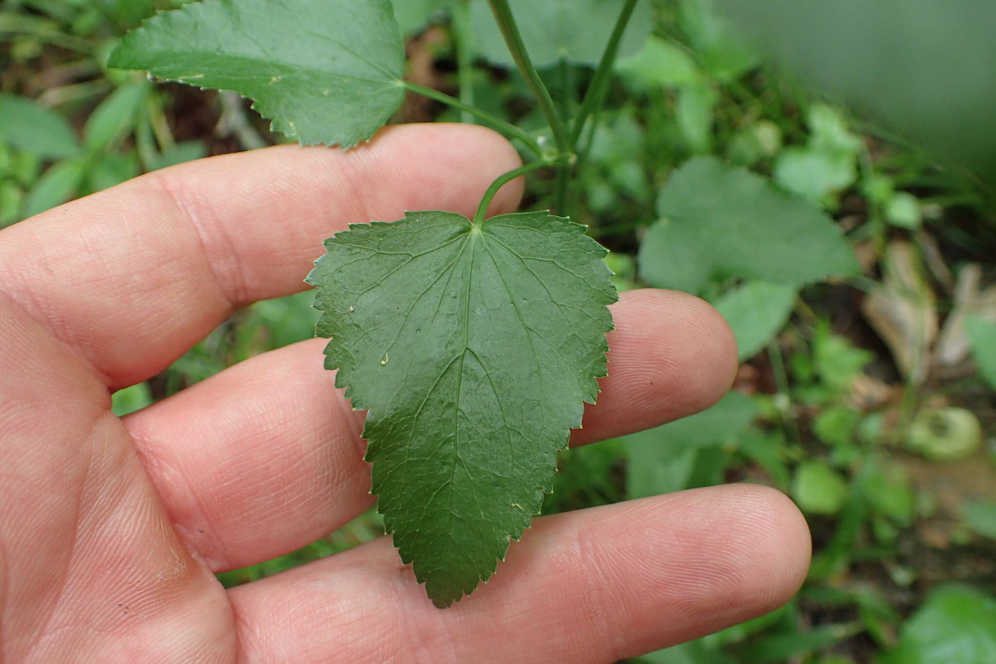 Image of purple meadowparsnip