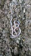 Image of Western Blind Snake