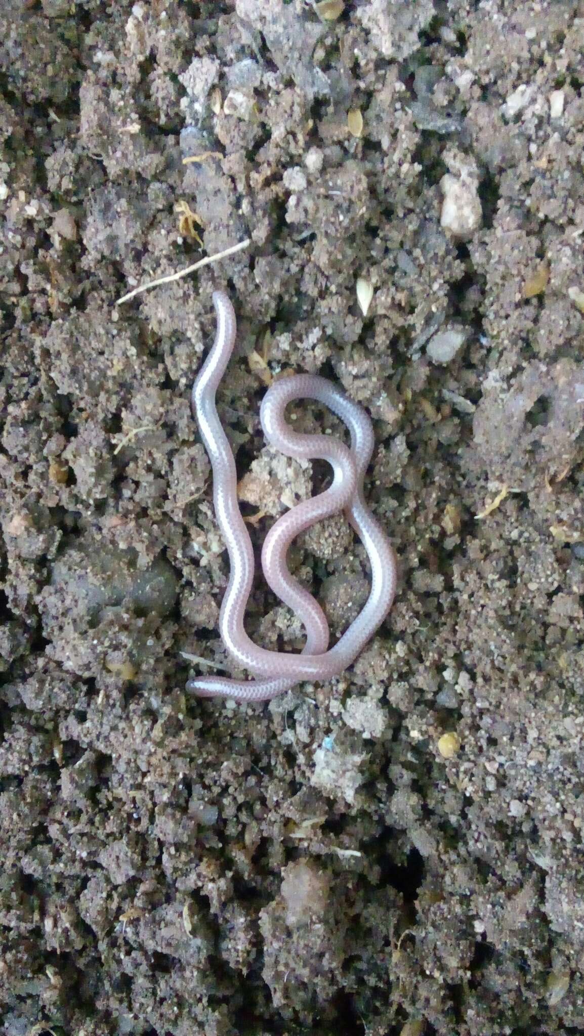 Image of Western Blind Snake