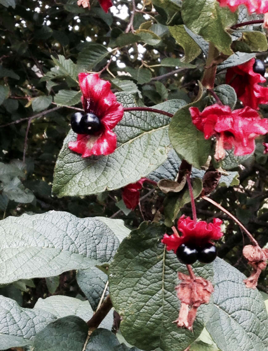 Image of twinberry honeysuckle