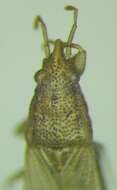 Image of Cymophyes (Cymophyes) golodnajana Seidenstucker & G. 1953