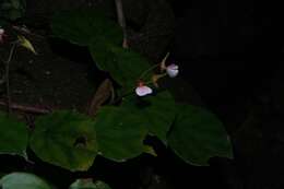 Image of Begonia hondurensis Burt-Utley & Utley