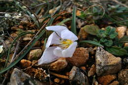 Image de Colchicum triphyllum Kunze