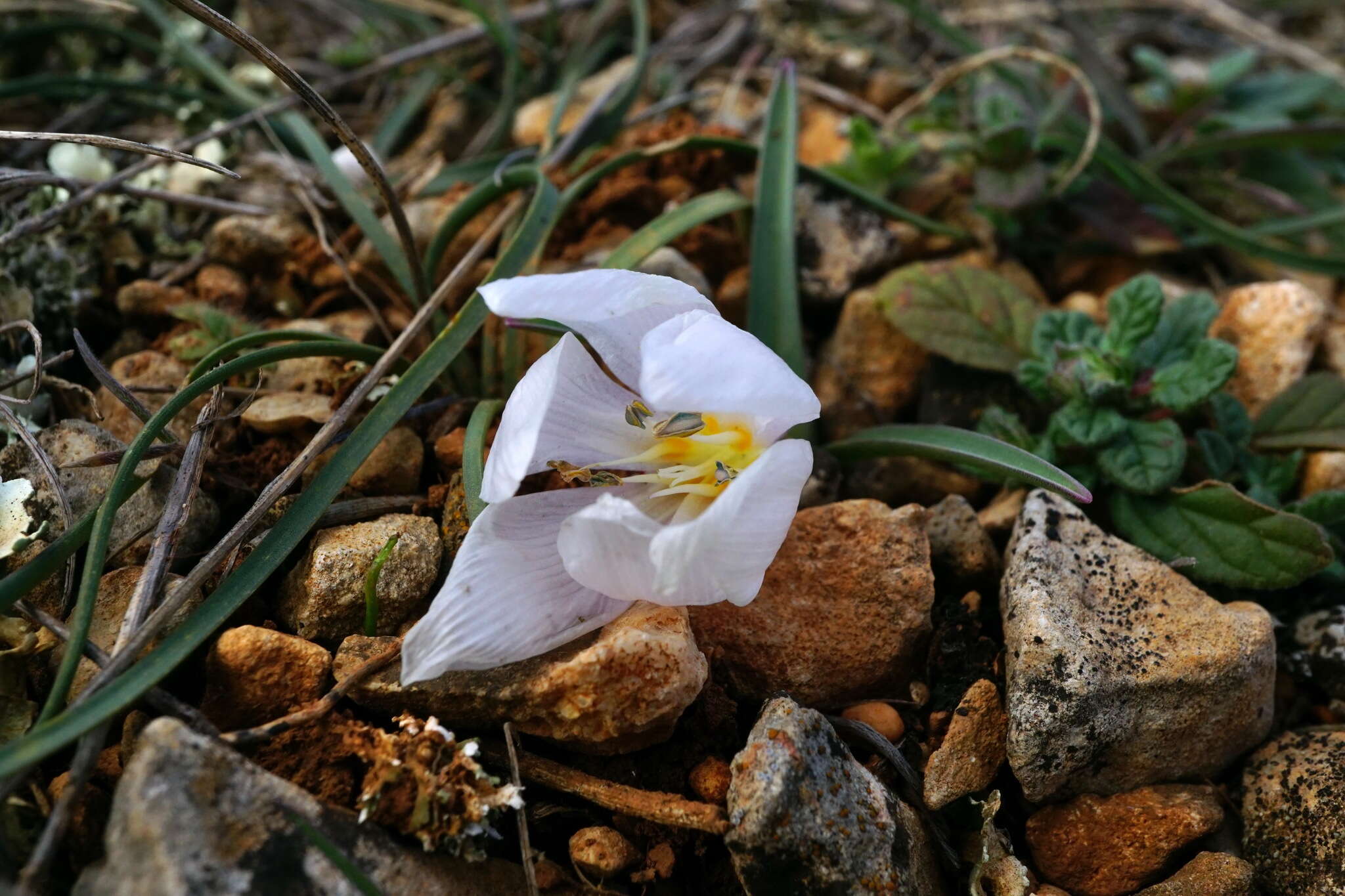 Image de Colchicum triphyllum Kunze