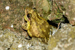 Image of Lesser Snouted Treefrog