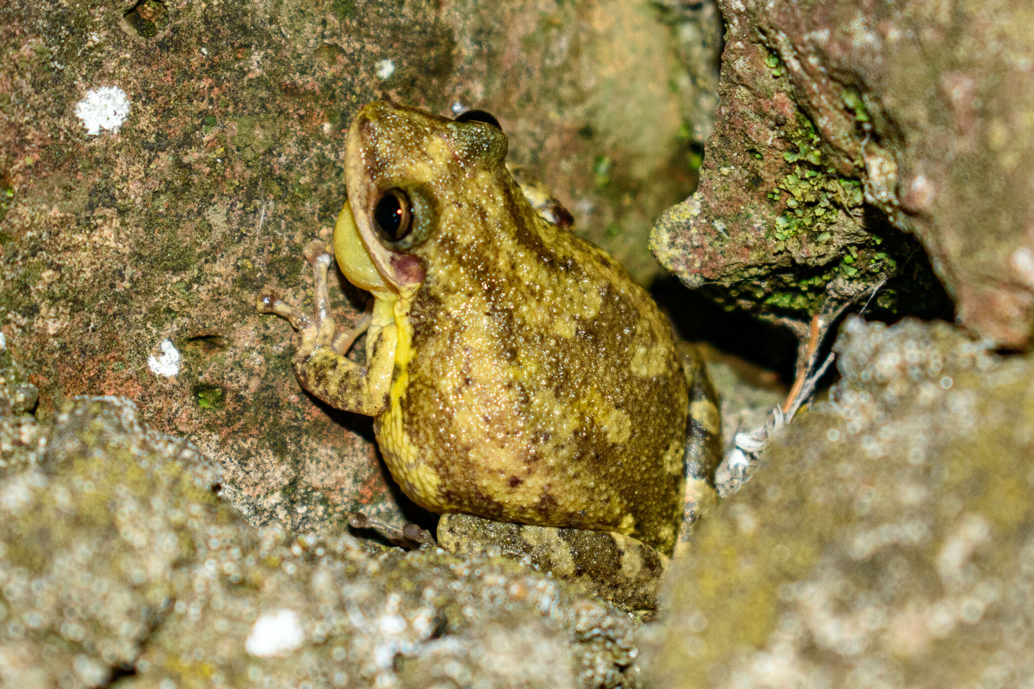 Image of Lesser Snouted Treefrog