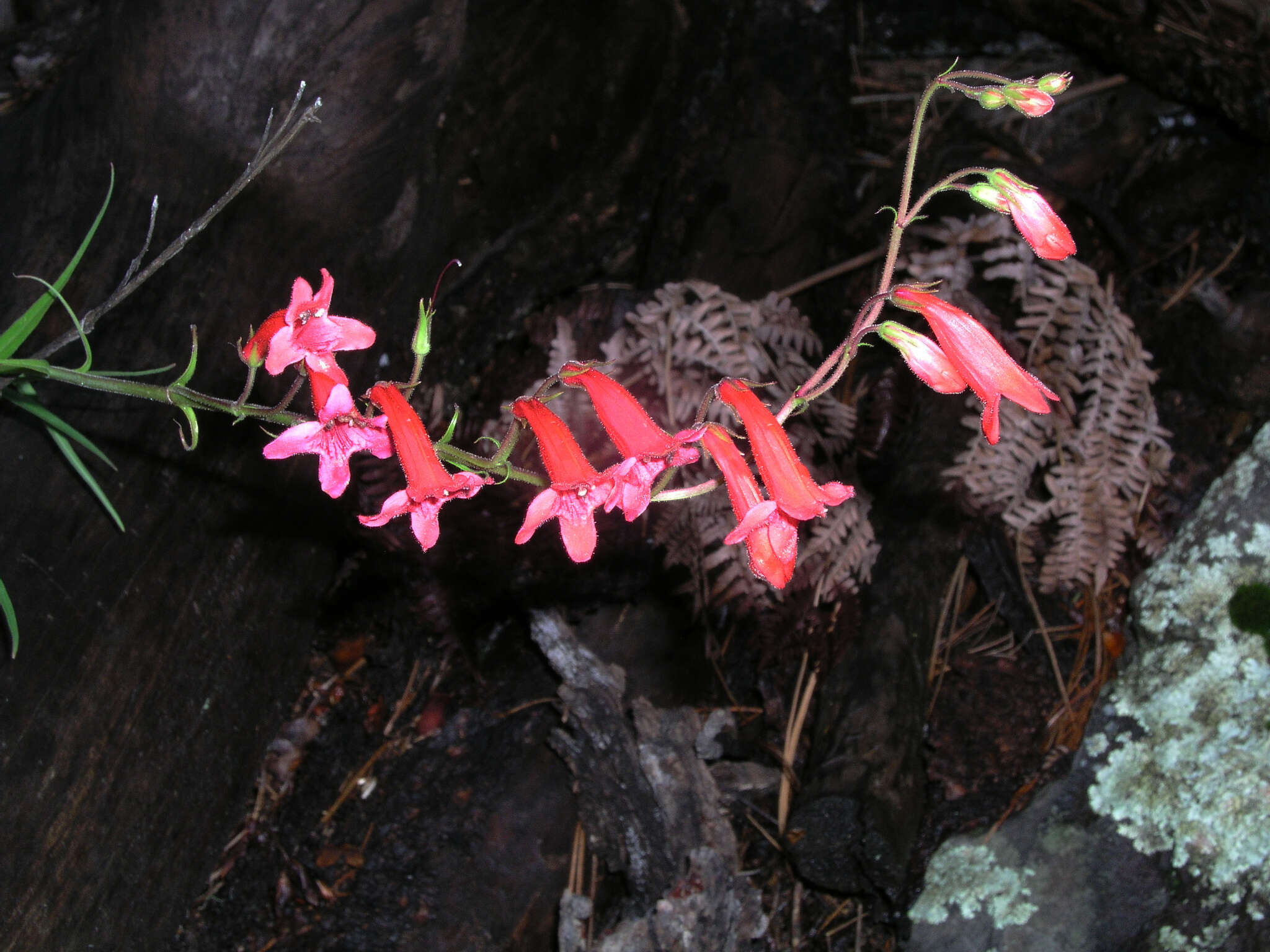 Слика од Penstemon miniatus Lindl.