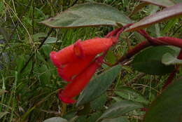 Image of Kohleria trianae (Regel) Hanst.