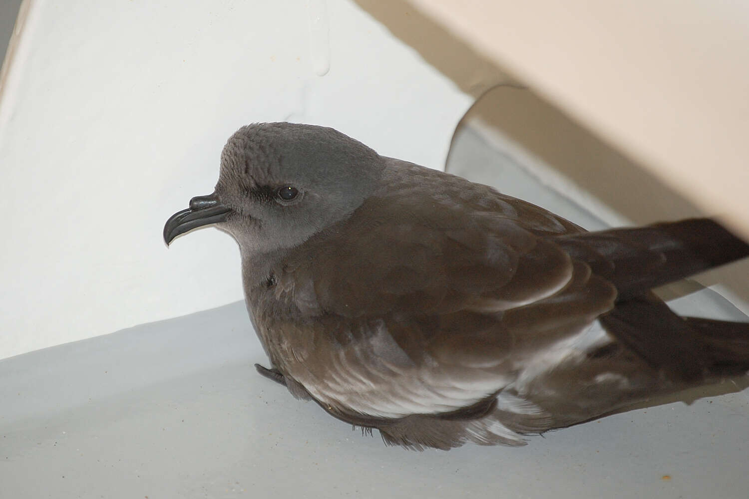 Image of British Storm Petrel