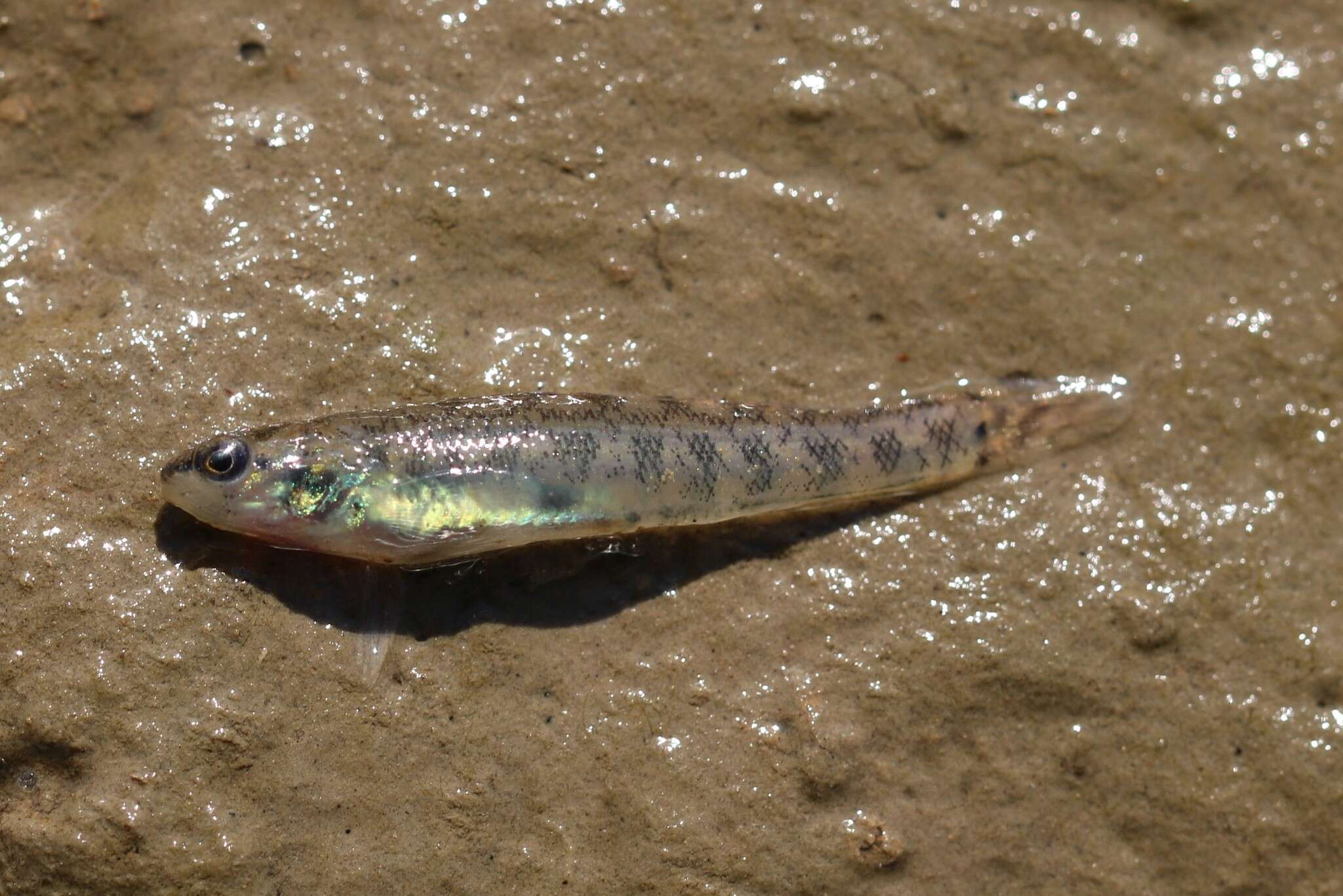 صورة Etheostoma gracile (Girard 1859)