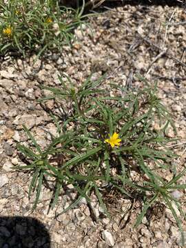 Image de Pectis angustifolia Torr.