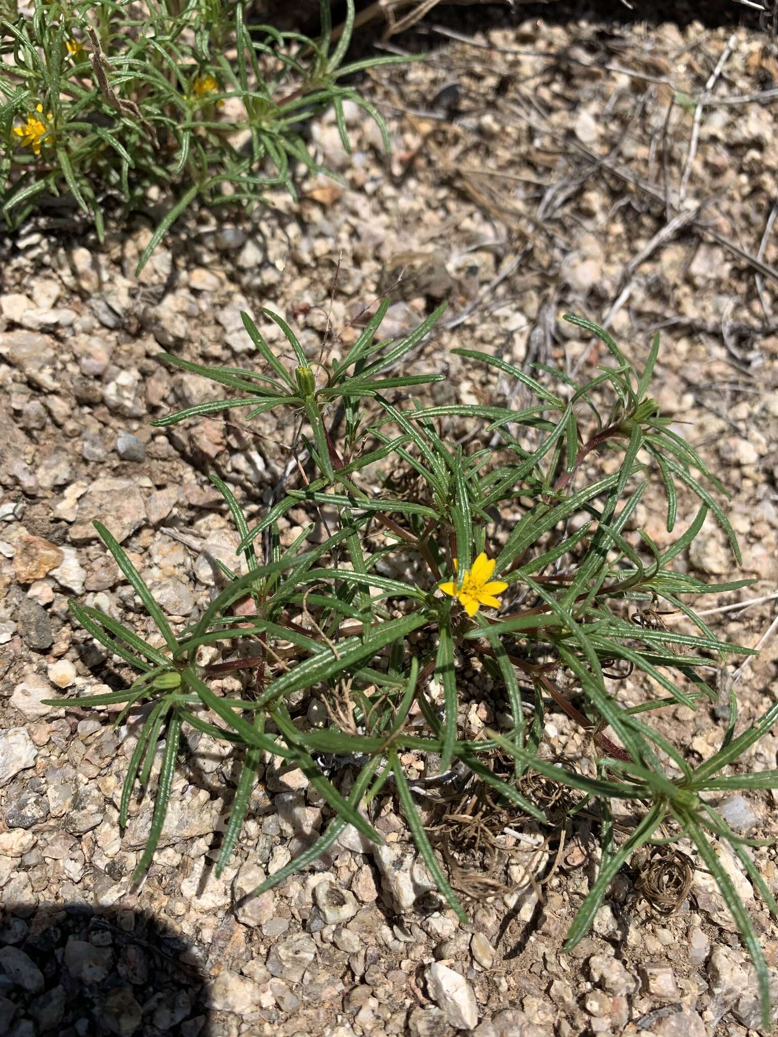 Imagem de Pectis angustifolia Torr.