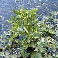 Слика од Ranunculus sceleratus var. multifidus Nutt. ex Torr. & A. Gray