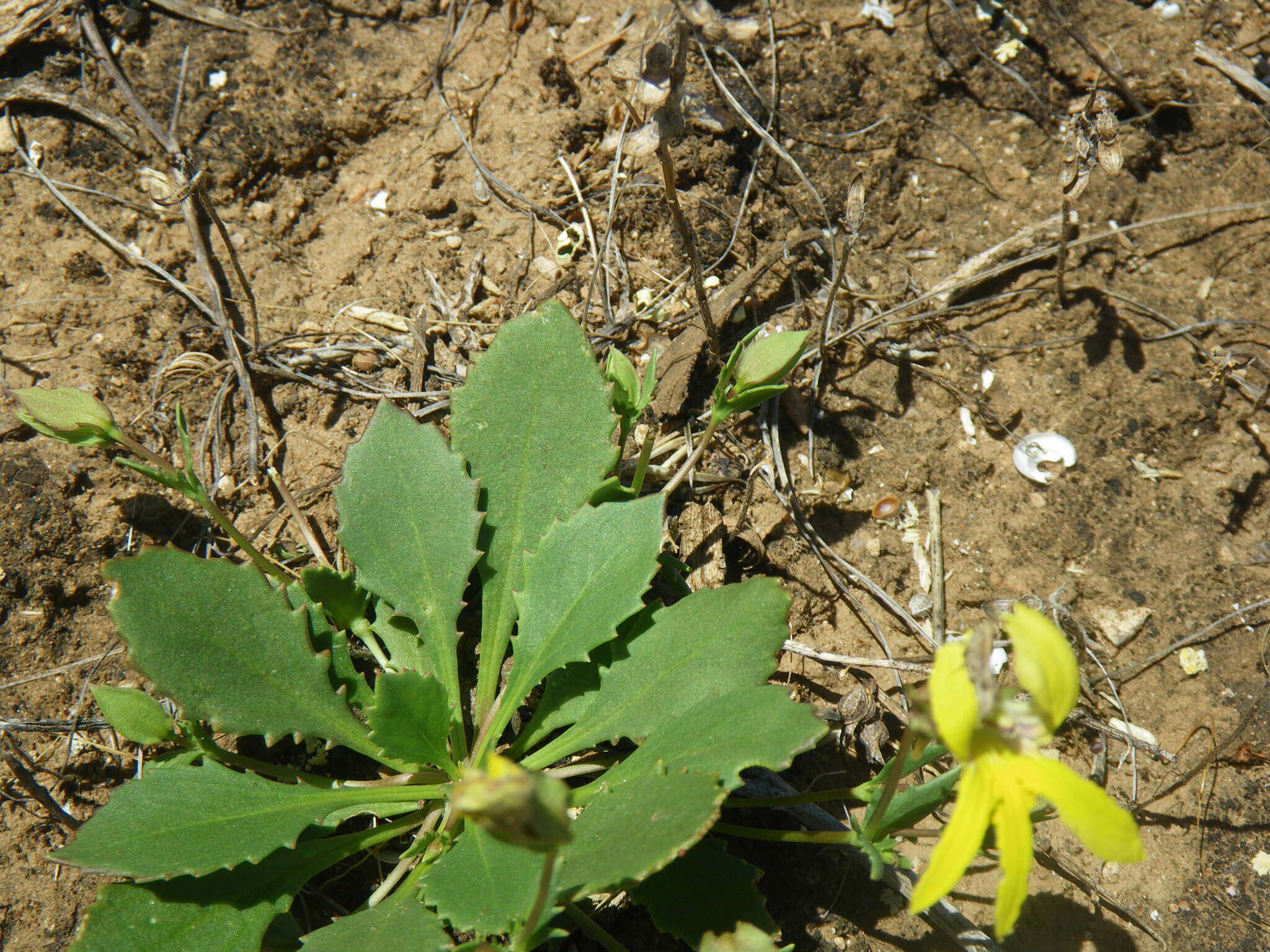 Image of Goodenia arguta