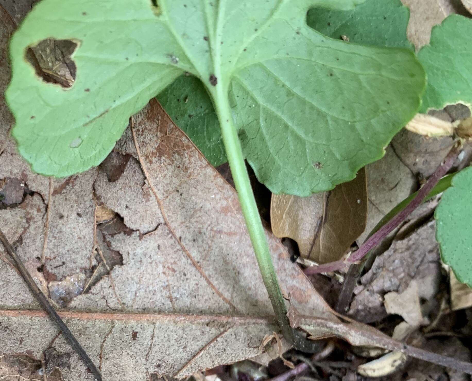 Viola edulis Spach resmi