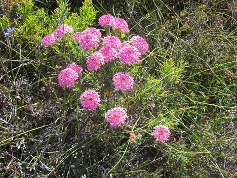 Image of Pimelea ferruginea Labill.