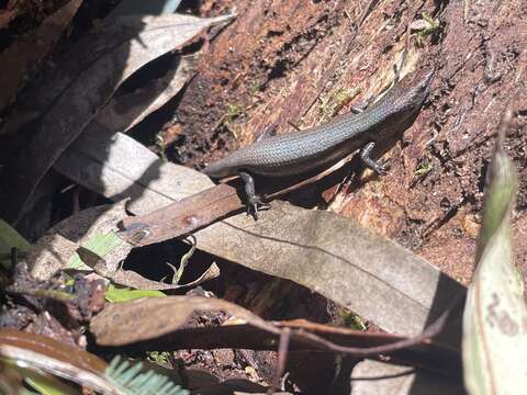 Image of Southern Forest Cool-skink