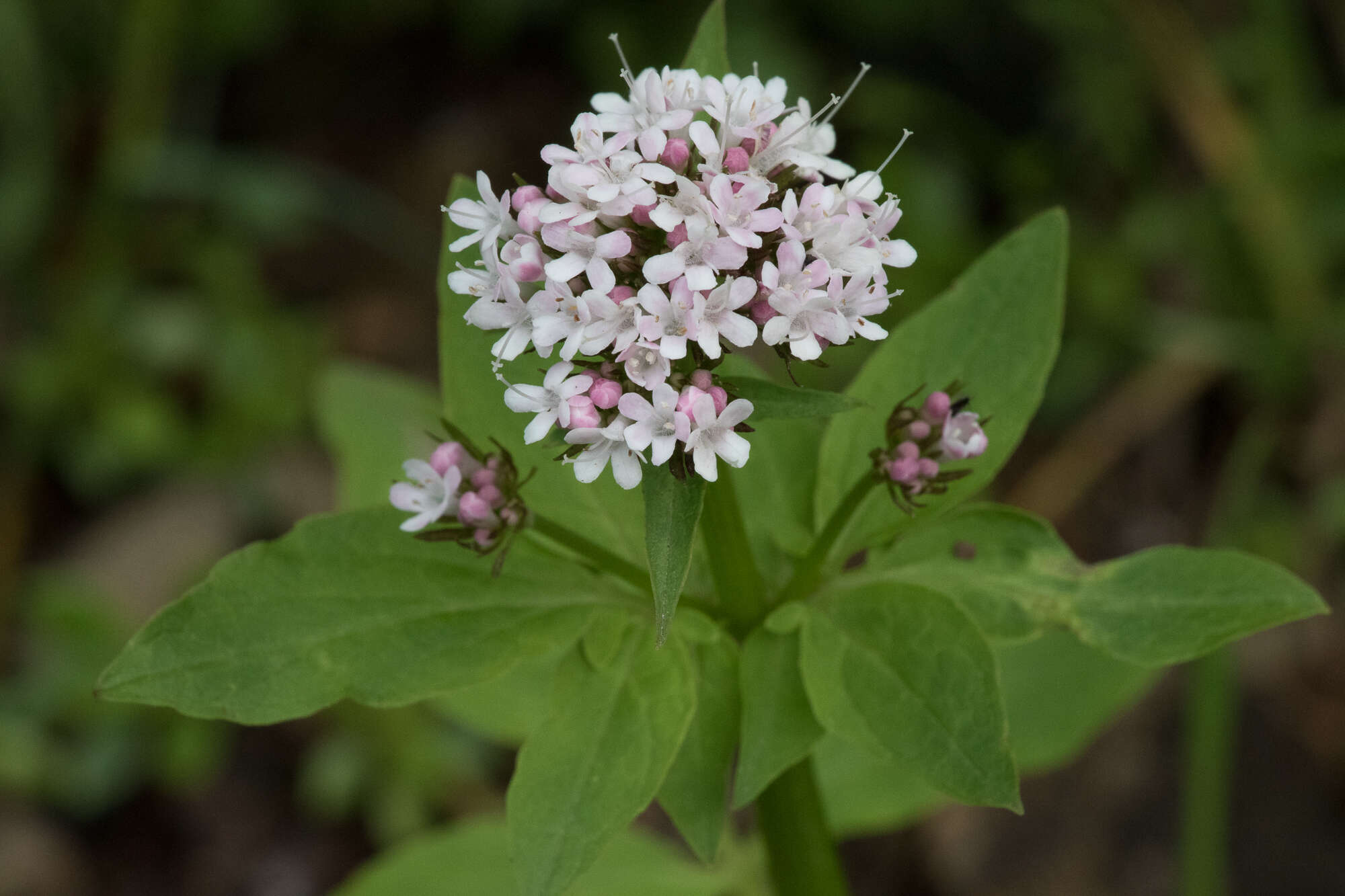 Image of Scouler's Valerian