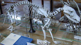 Image of thylacines