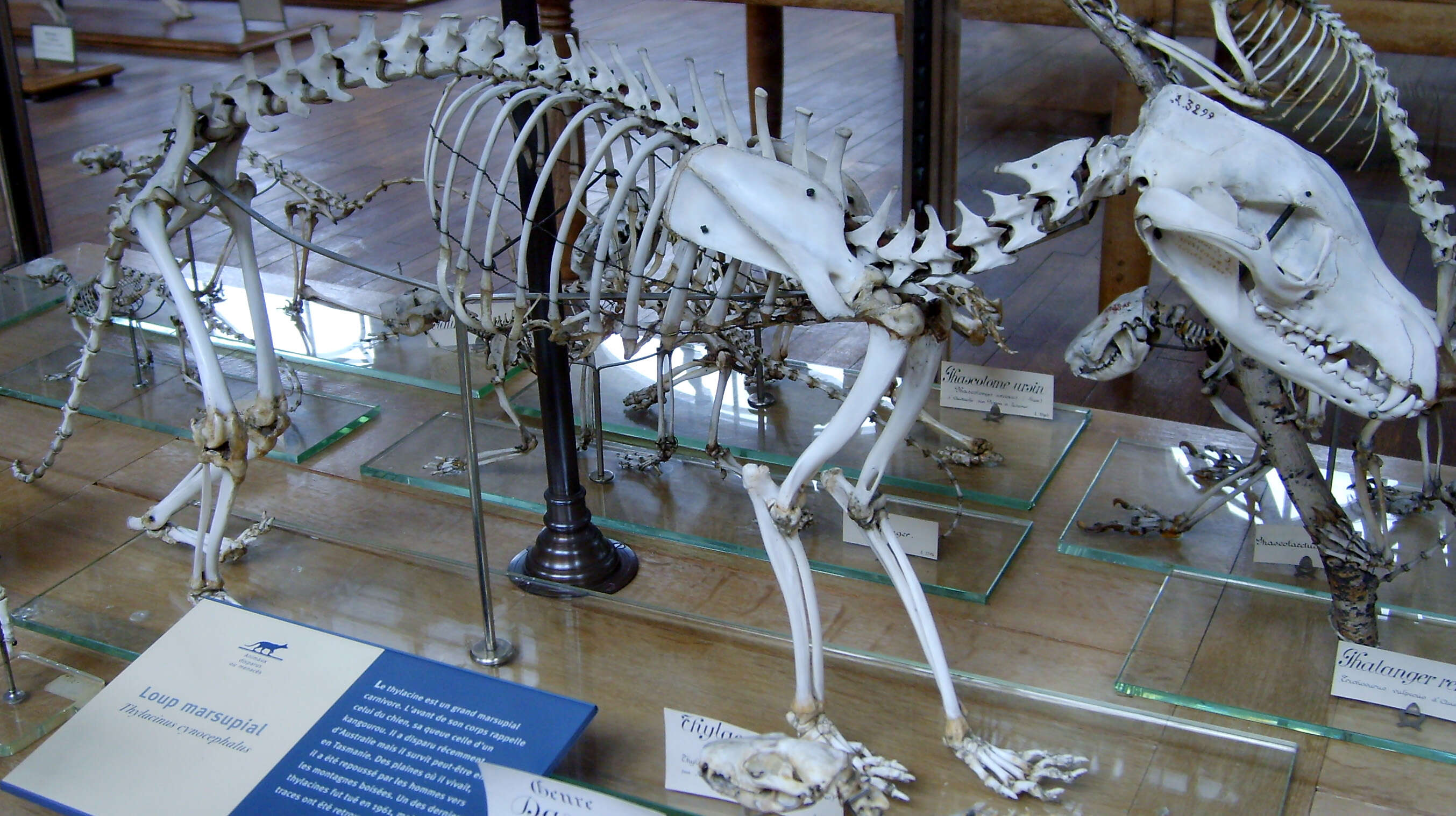 Image of thylacines