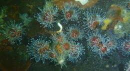 Image of Strawberry anemones