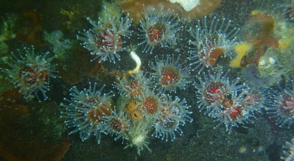 Image of Strawberry anemones