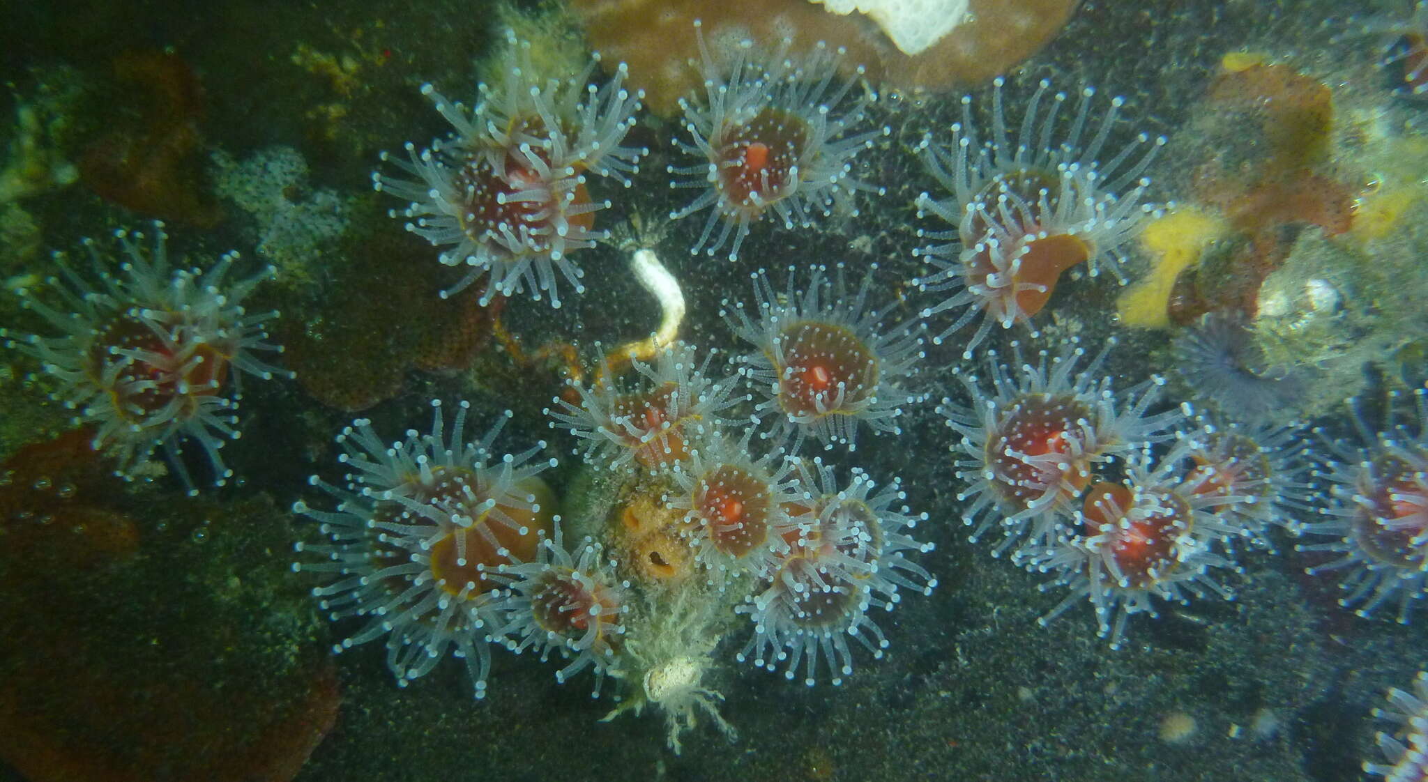 Image of Strawberry anemones