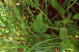 Image of Mock scabious