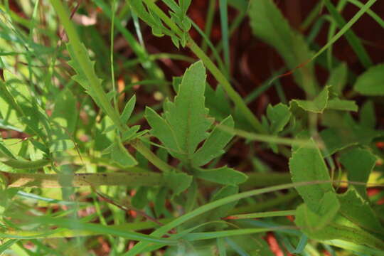 Image of Mock scabious