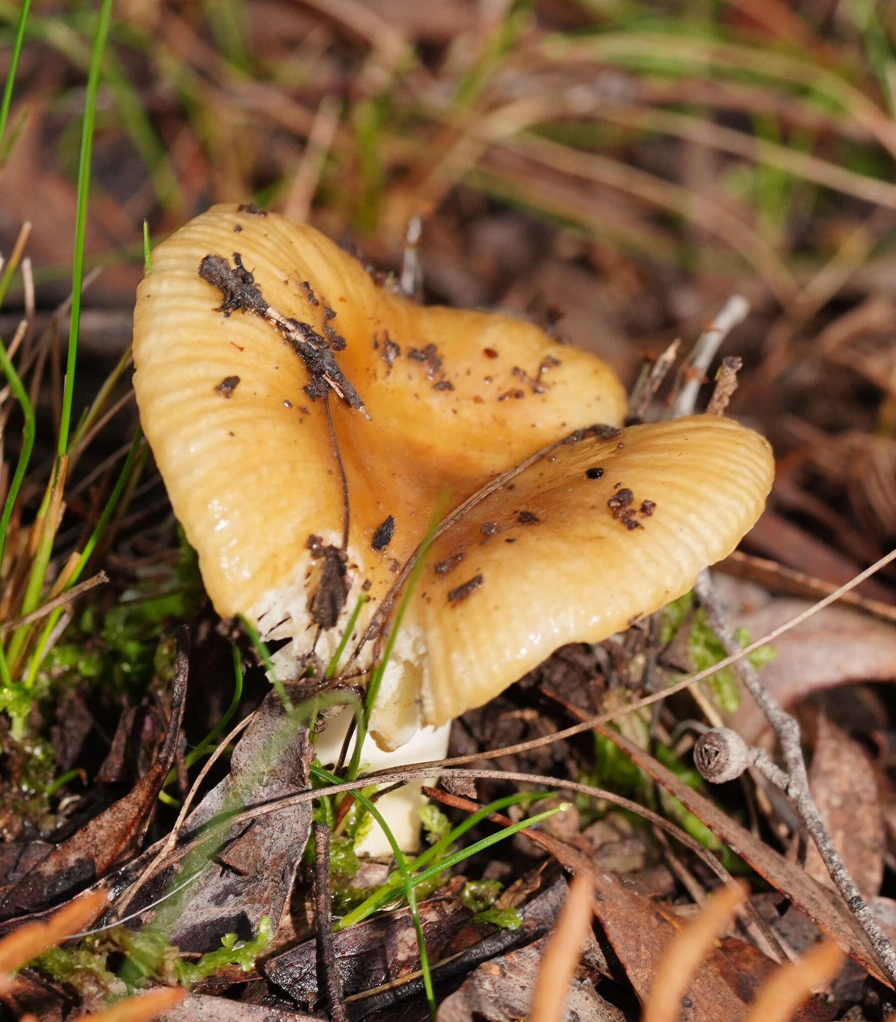 Image of Russula neerimea Grgur. 1997