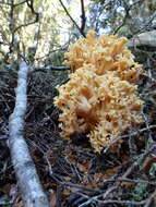 Image of Ramaria capitata Corner 1950