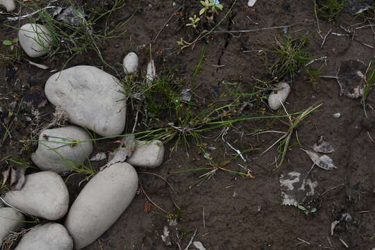 Imagem de Juncus alpinoarticulatus subsp. rariflorus (Hartm.) Holub