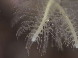 Image of branched antenna hydroid