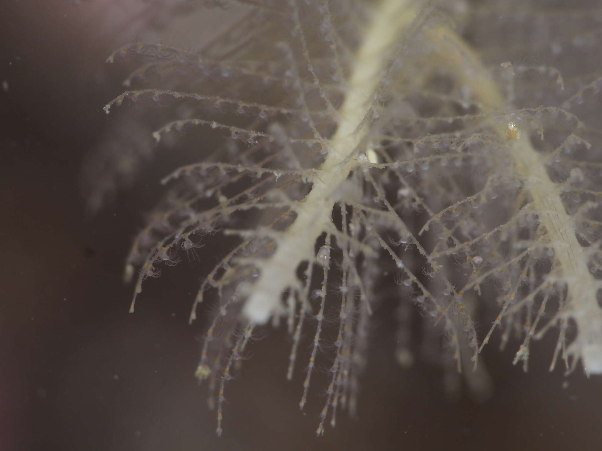 Image of branched antenna hydroid