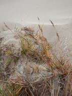 Image of Richardson's fescue